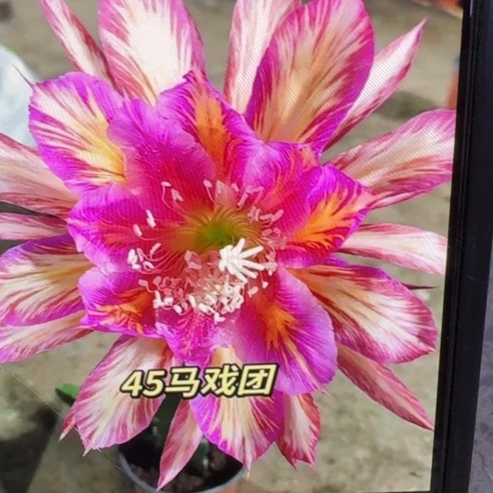 22令箭马戏团歪8公分左右无根枝条，20包邮