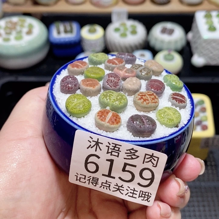 带盆土发货 精美盆栽6159