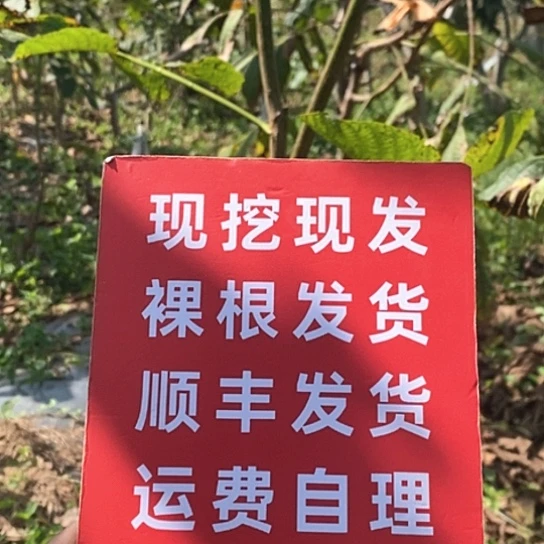 姜***心吊坠文玩核桃蛤蟆顺丰到付