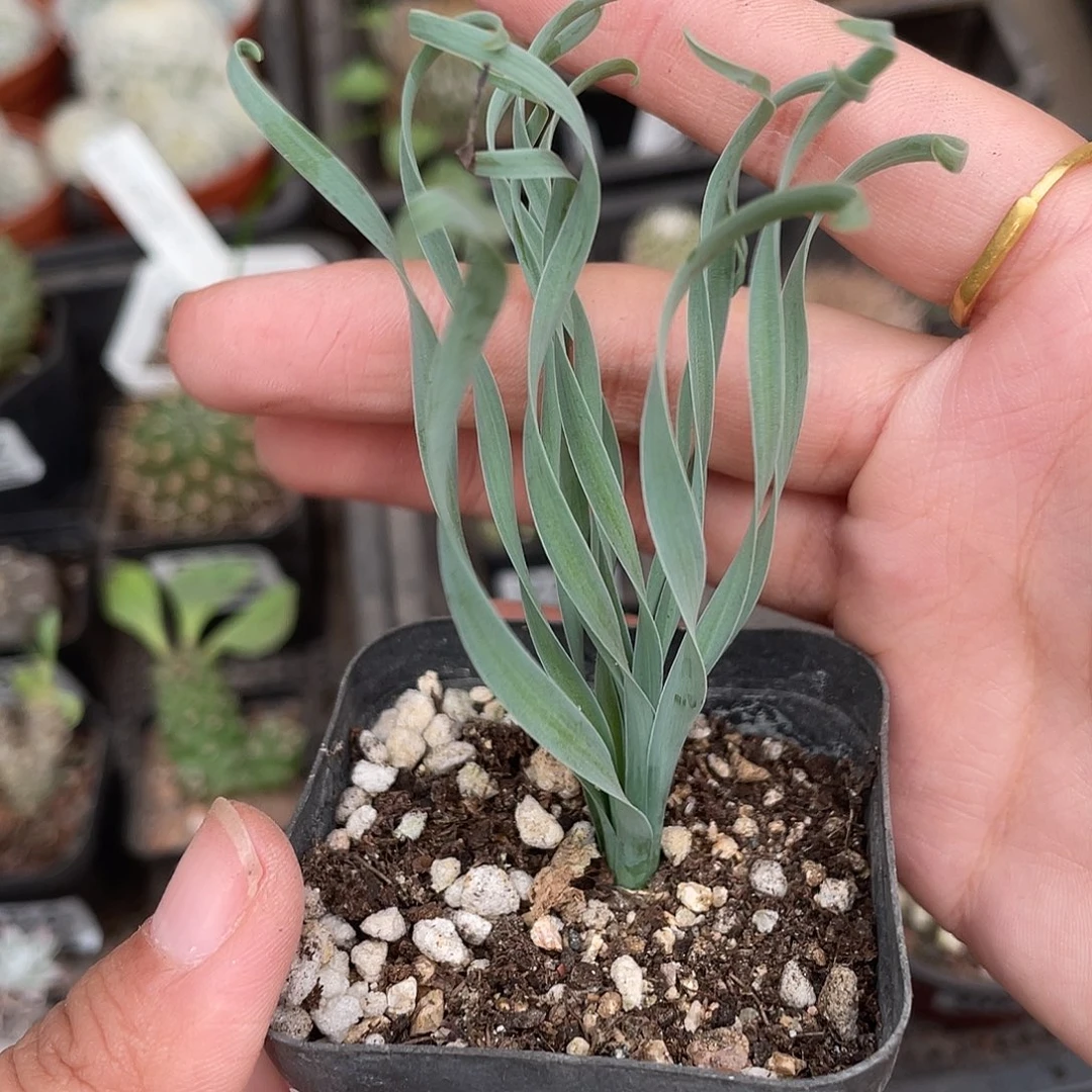 796弹黄草（满18元包邮）