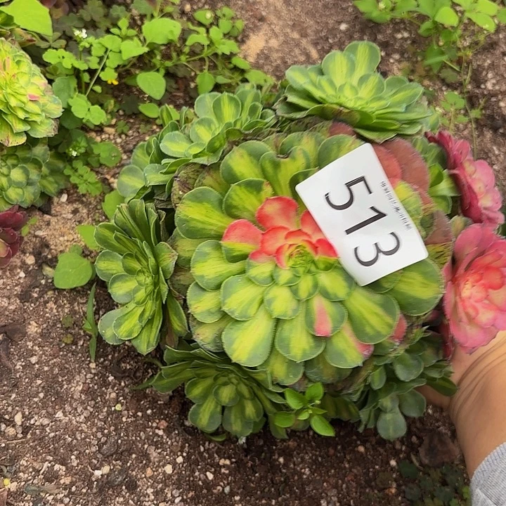 多肉植物知否的513大