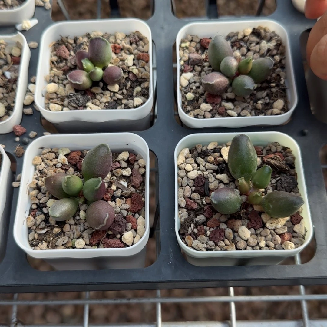 单颗全紫海豹量拍链接