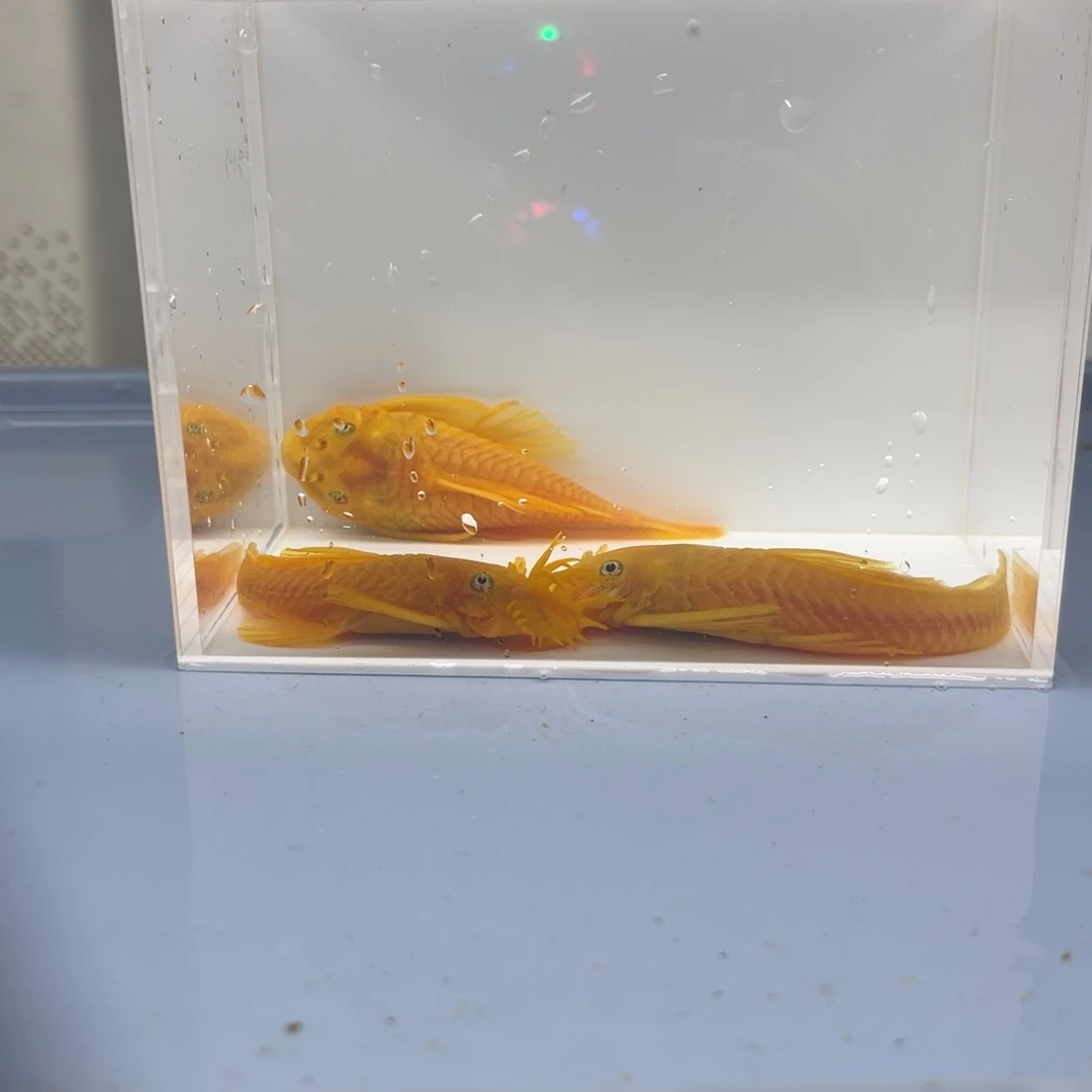 孔雀鱼胡子一公俩母开箱视频报损