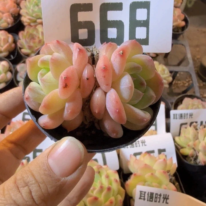 668.qqqqqqqqqqqqq