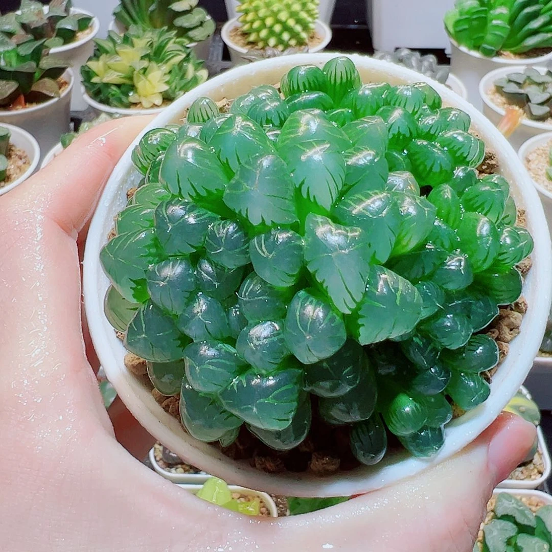 福利，群生姬玉露，9.9