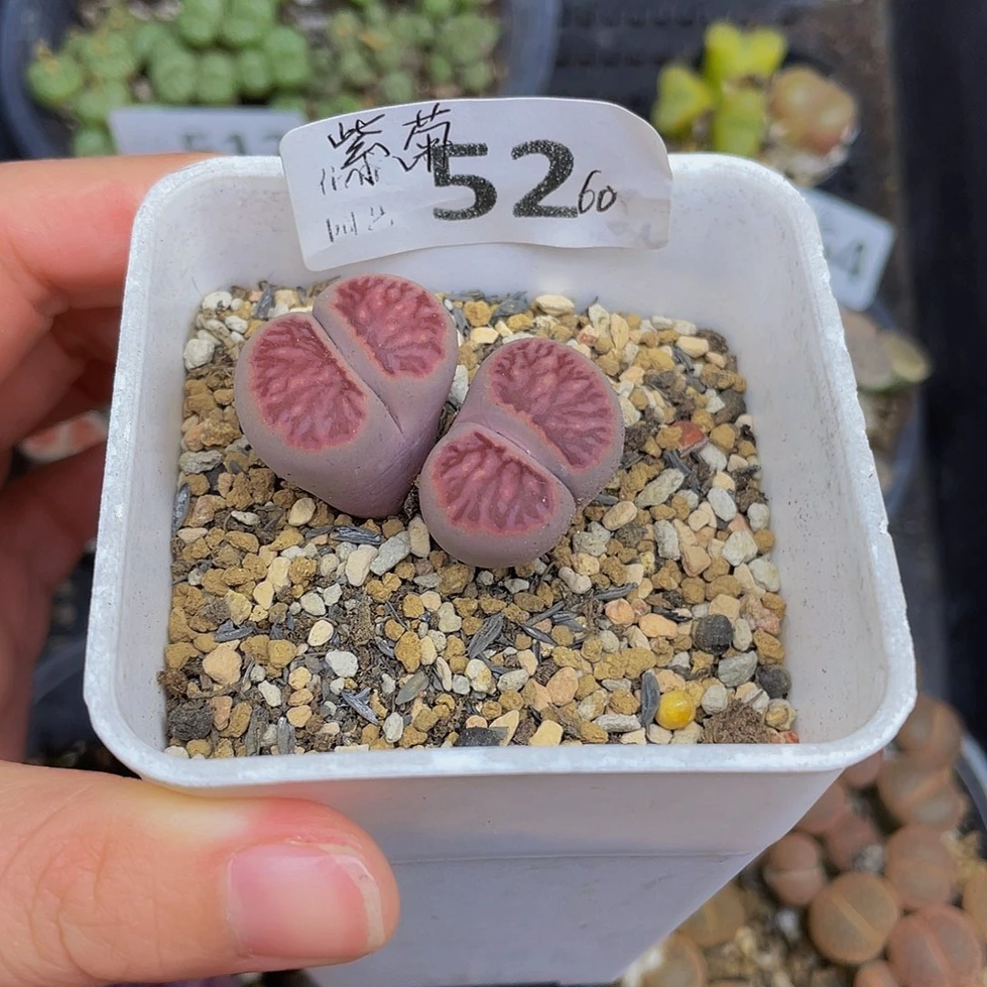 52000000000000花花花花花花花花