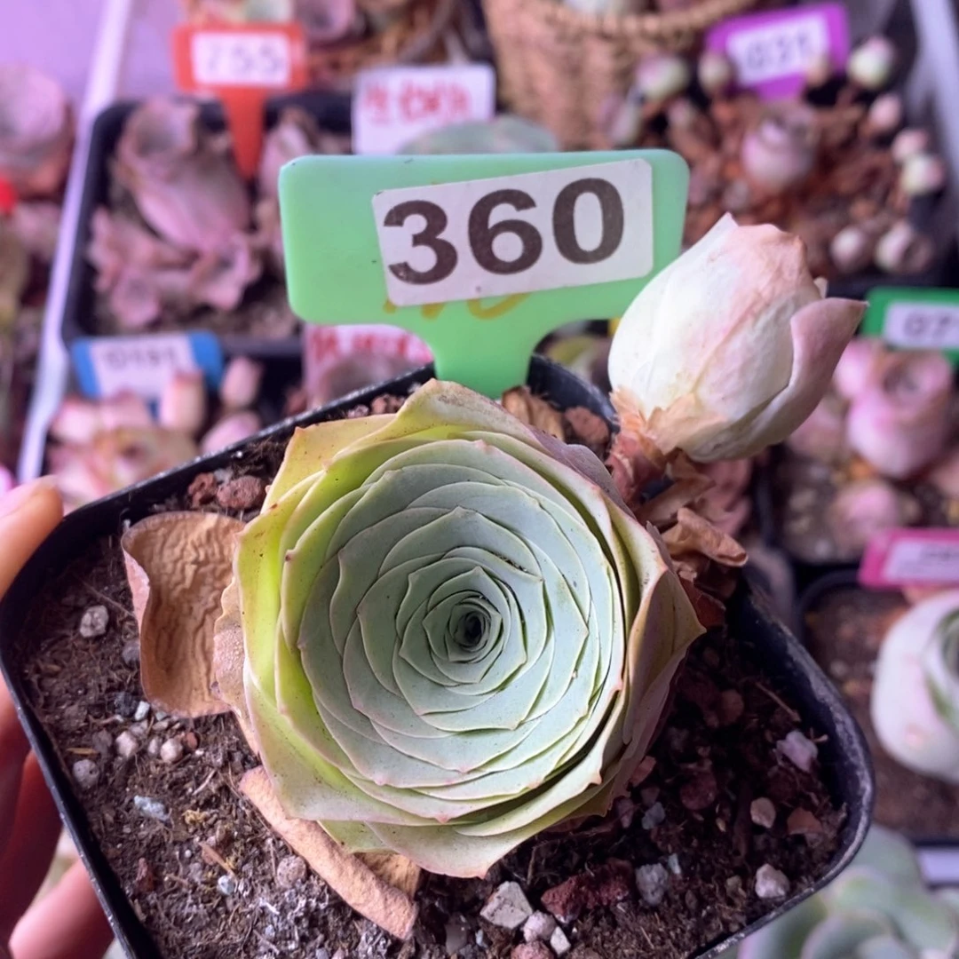 多头玫瑰一物一拍360