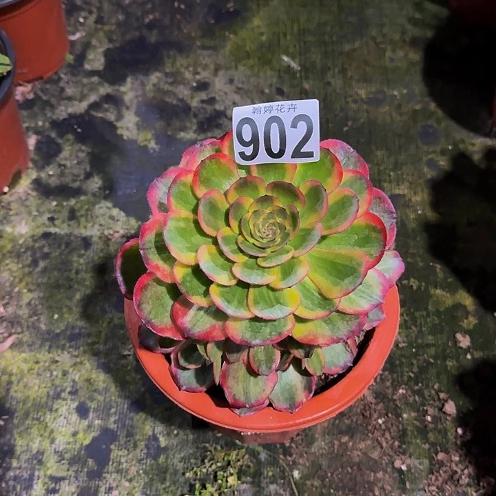 至***奴0000000000000902火狐