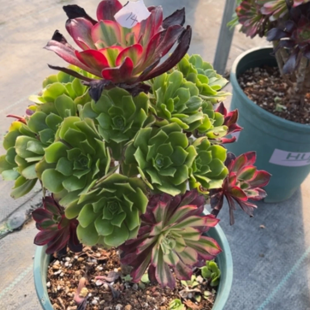 【闪购商品】14嫁接多肉法师