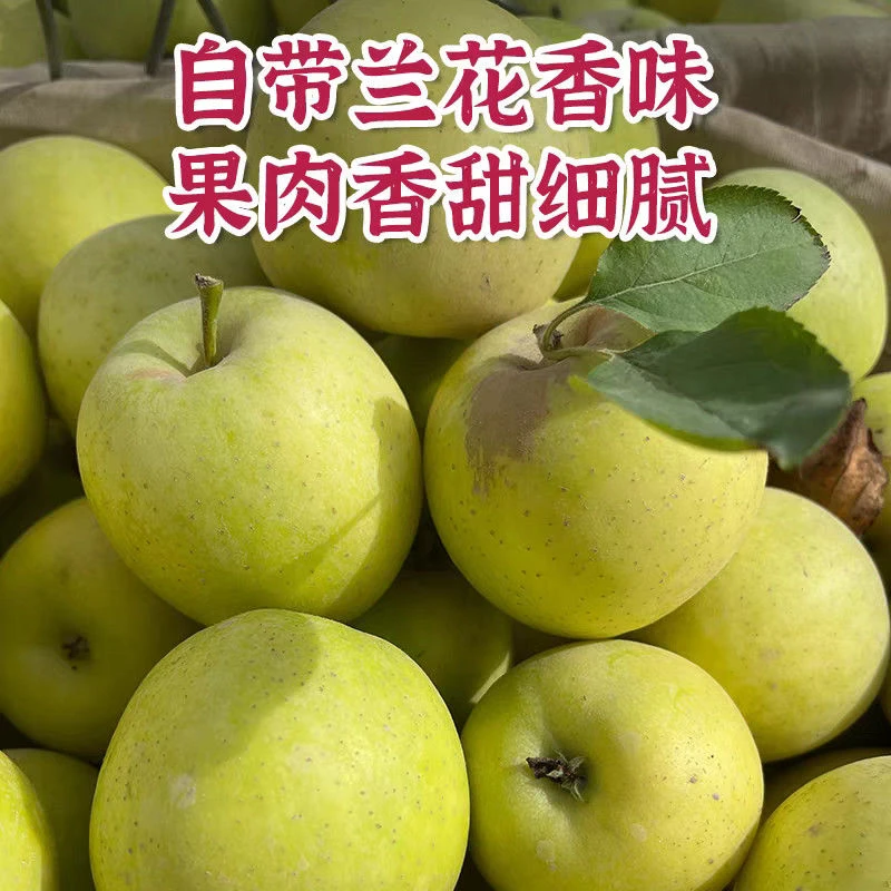 【京东包邮】正宗阿克苏戈壁滩王林苹果雀斑美人树上自然熟现摘现发