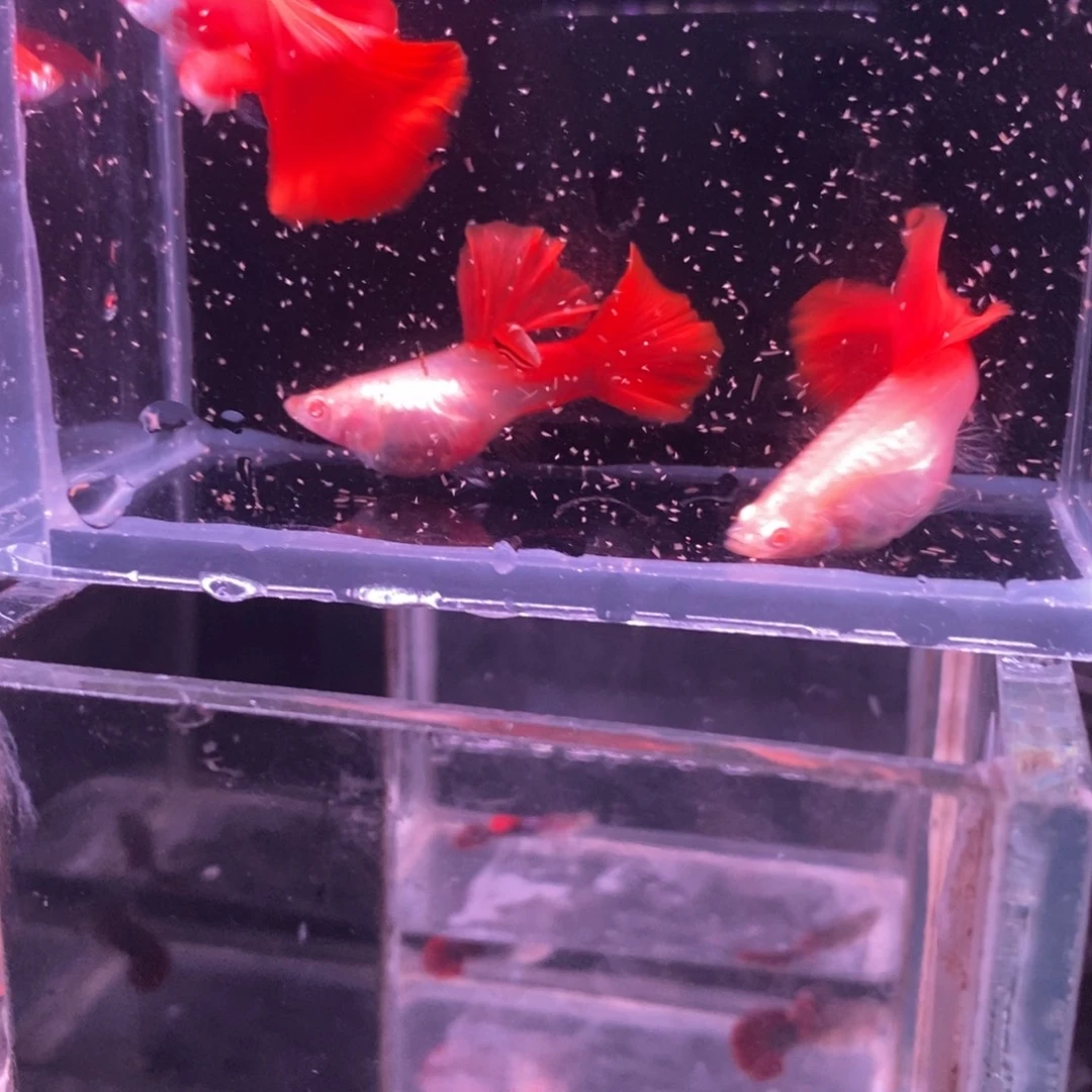 孔雀鱼血红种鱼两对