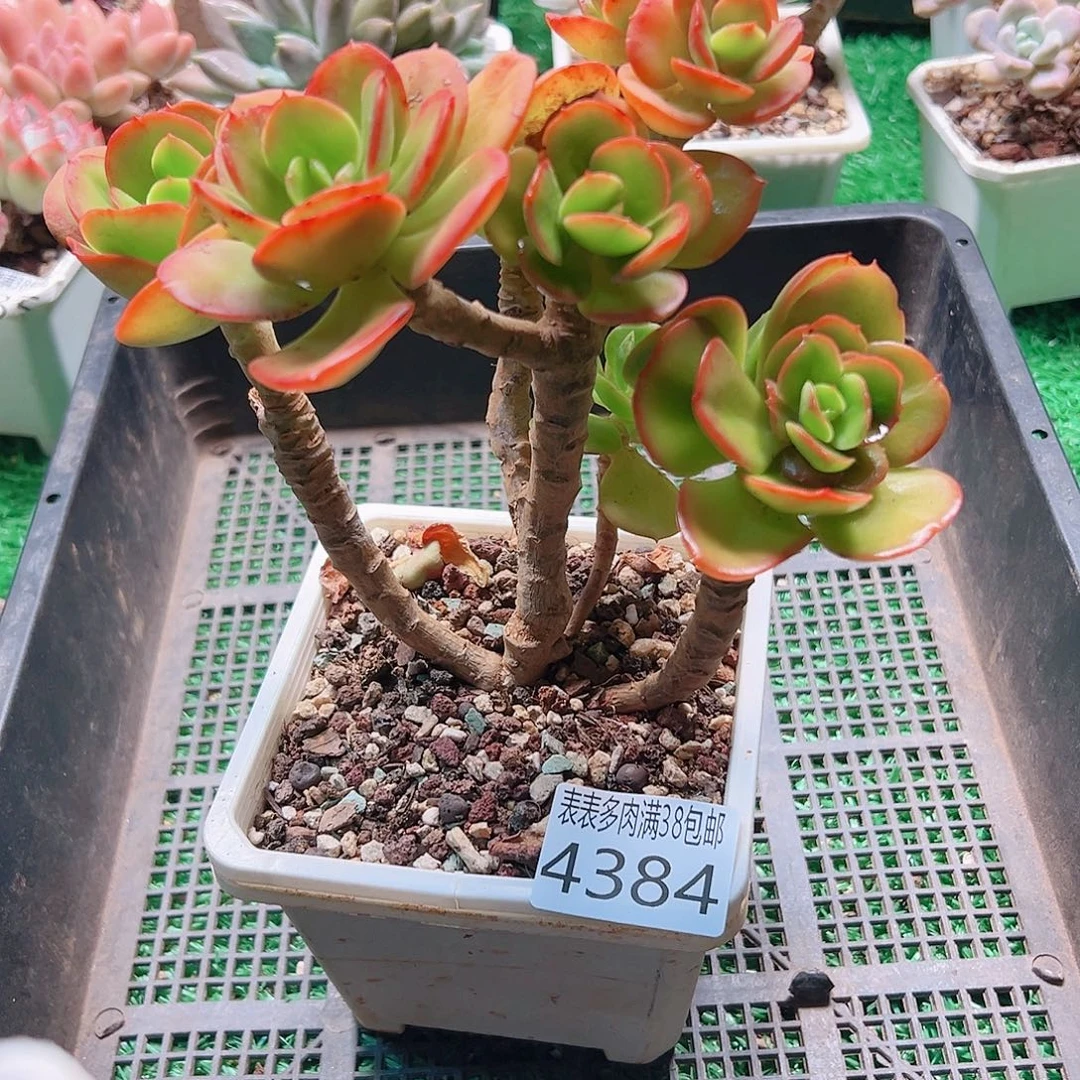 无花朵多肉一物一拍植物4384