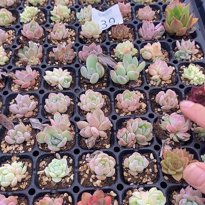 39 多肉植物盆栽花卉植物