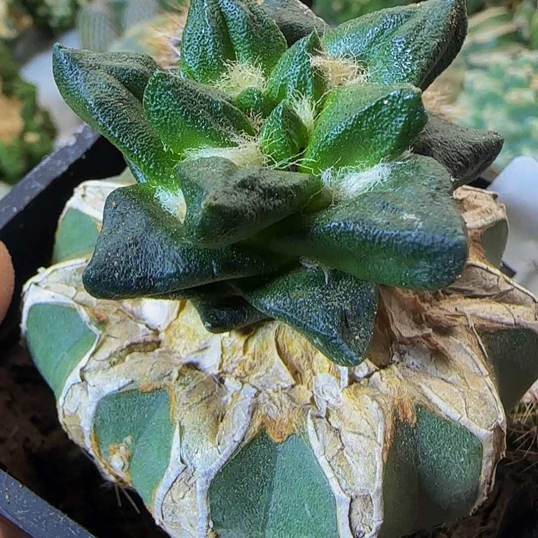 龙角074仙人球开花了