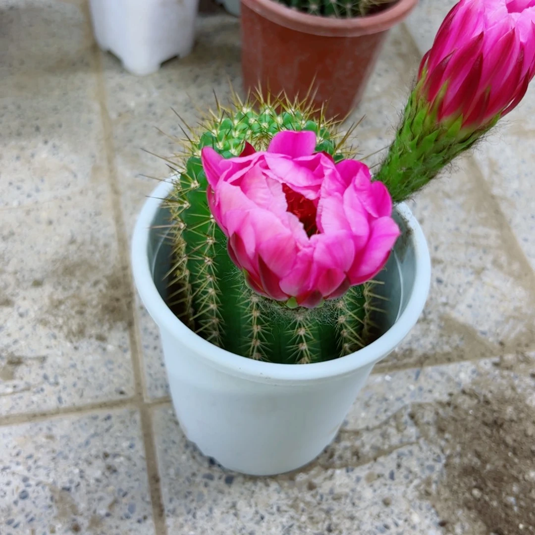 下116毛花柱根歪斑点掰花脱土发货