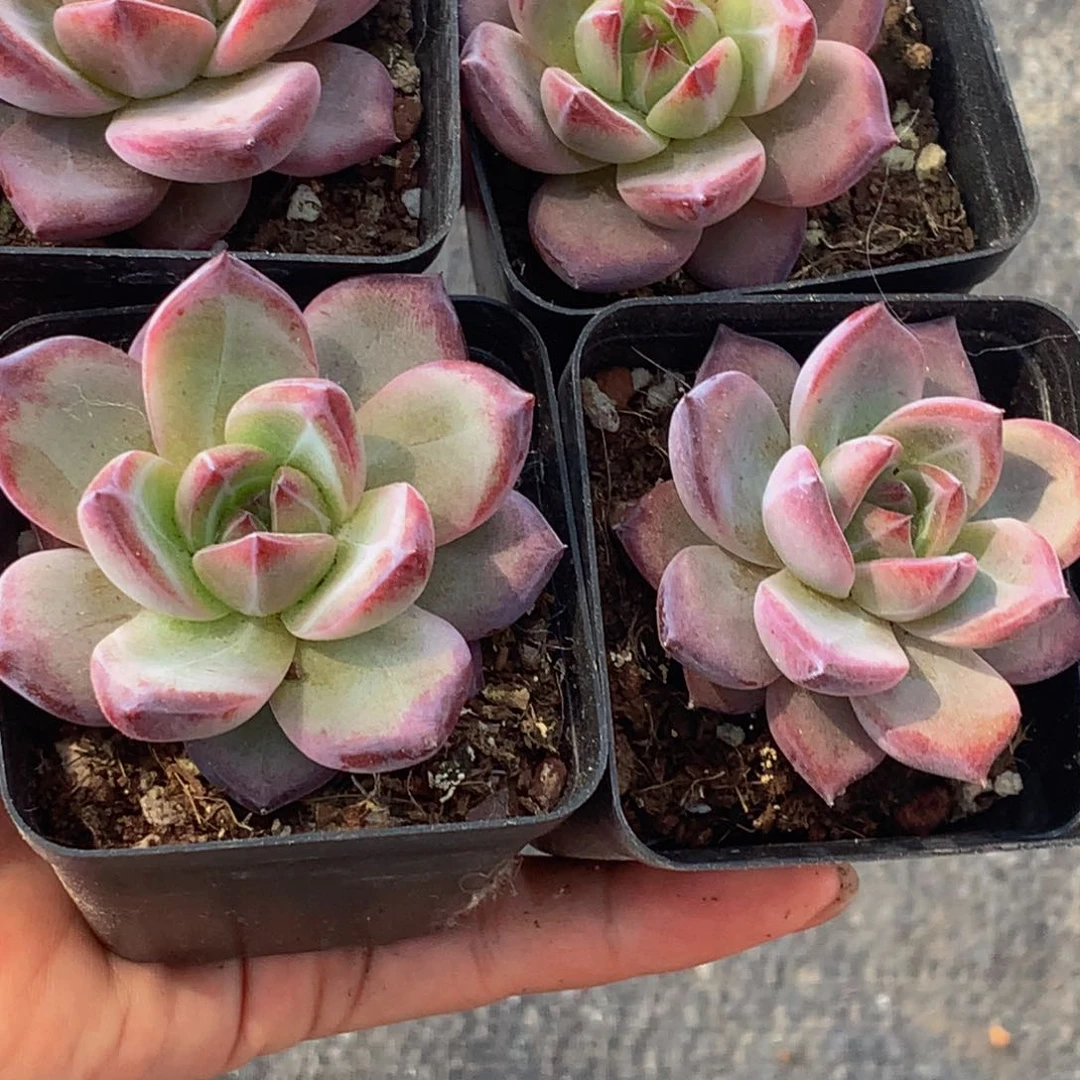 夜魔侠 好看。3颗。包邮。