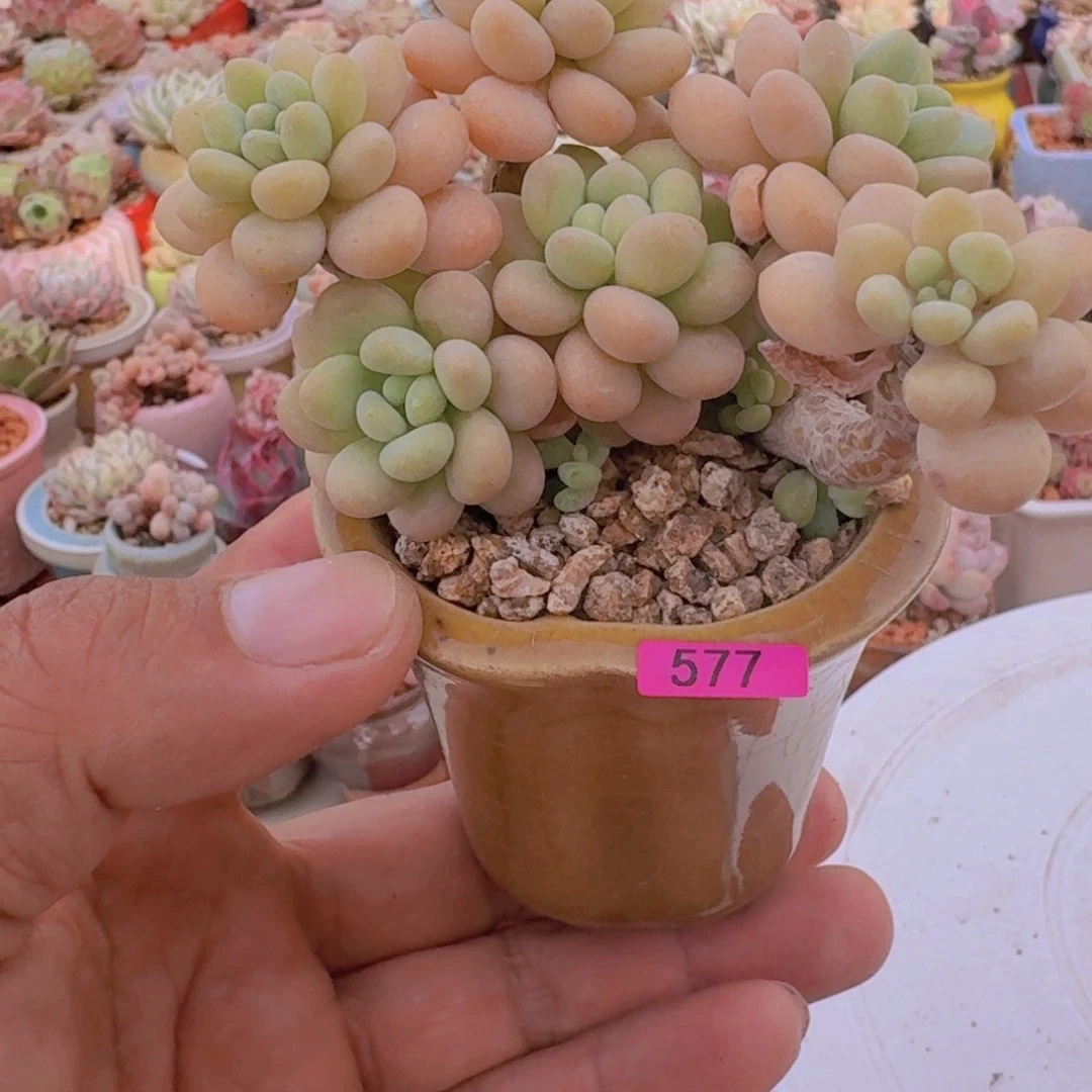 ?**喂一物一拍编号577