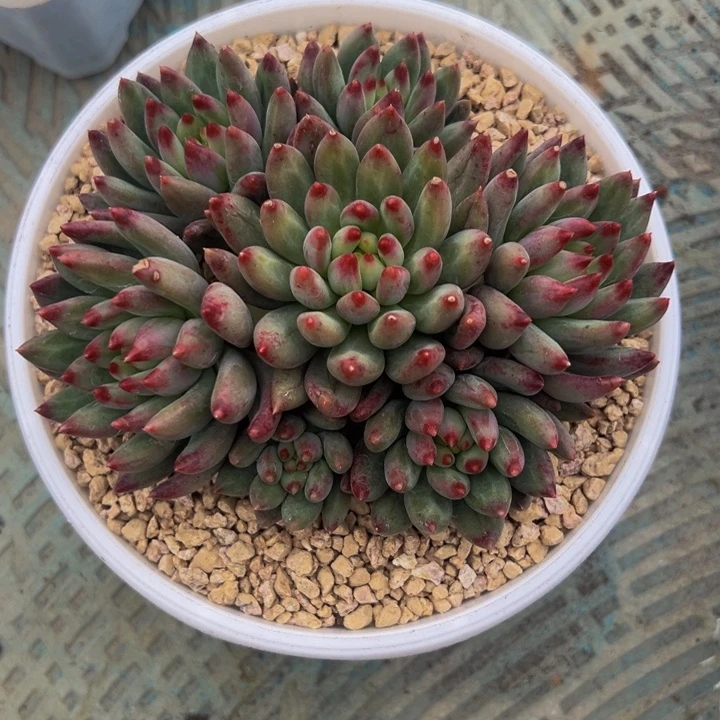 二代虞美人手捧群