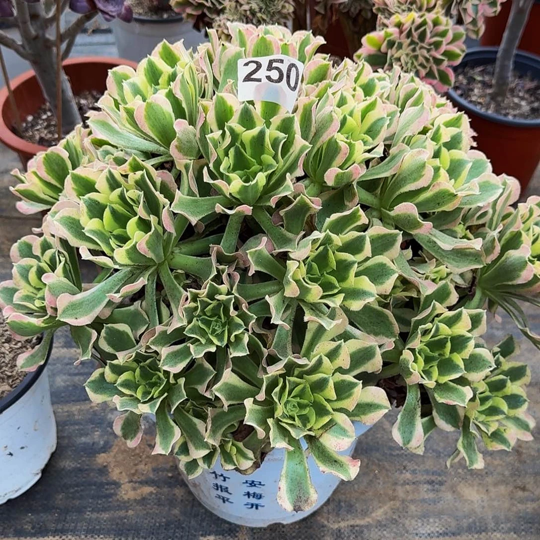 250白风法师植物多肉