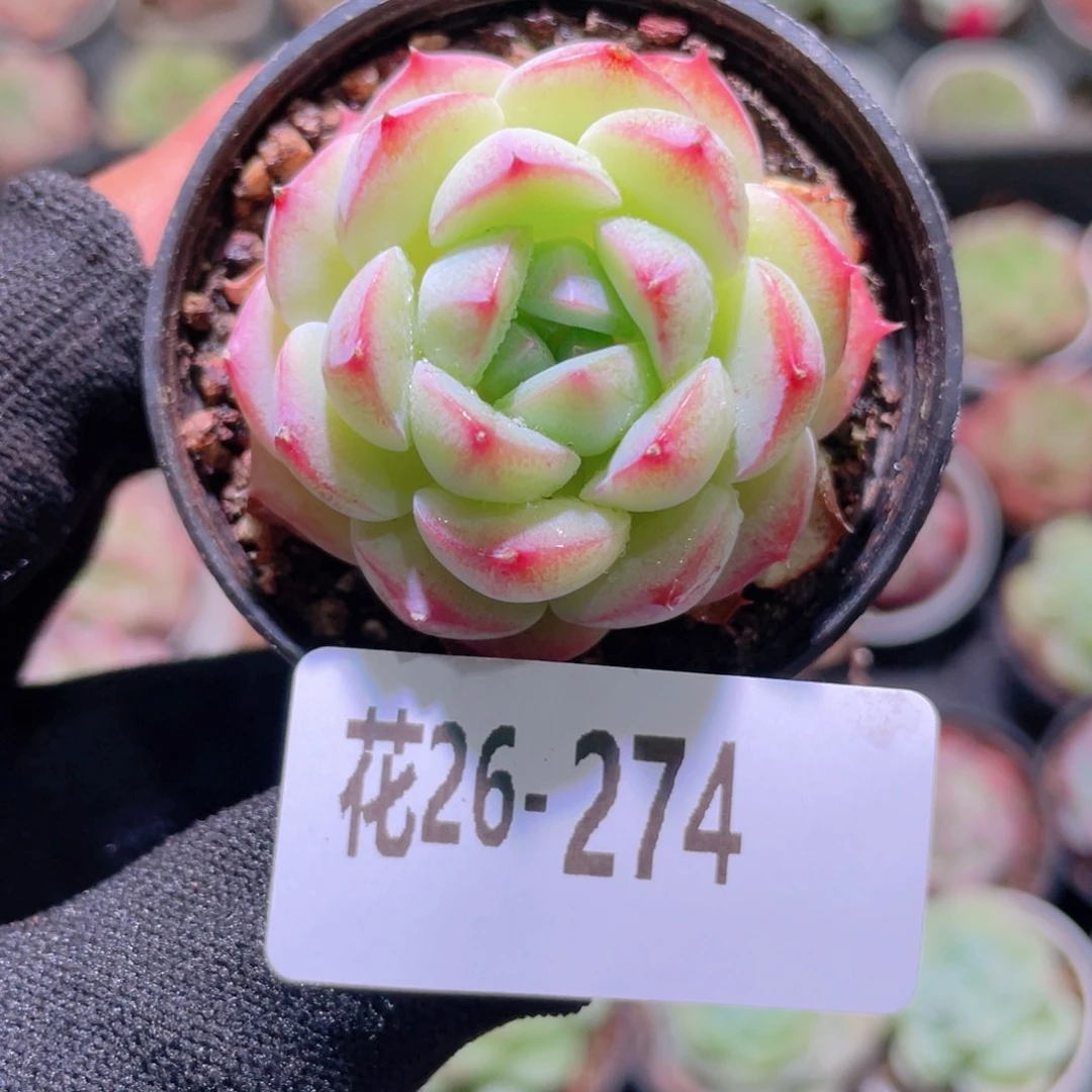 花利美26-274新品