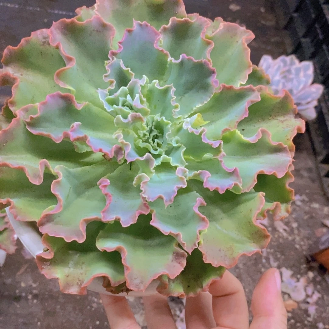 蓝狐大单头老桩多肉
