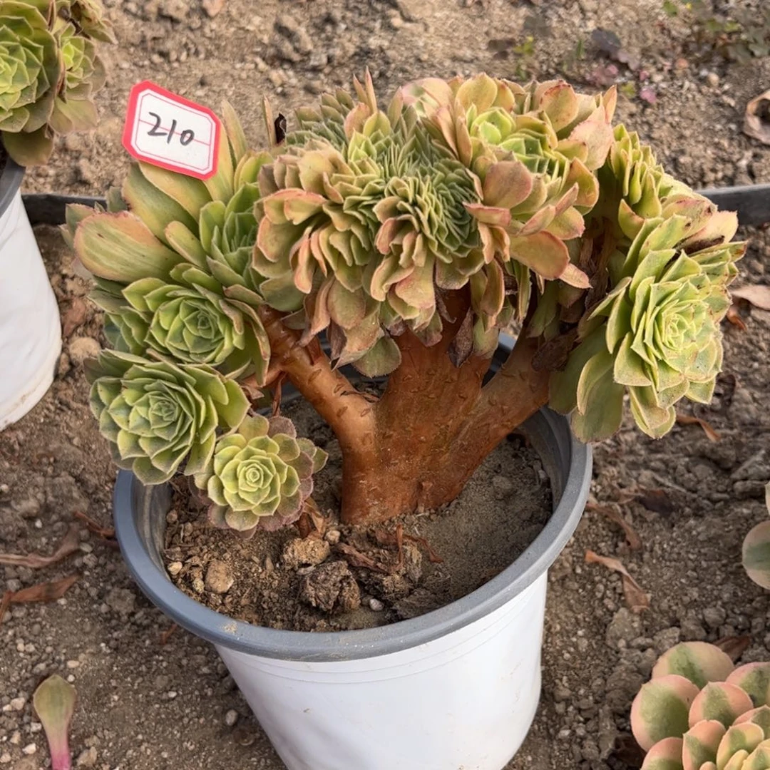210多肉植物雨荷法师缀化