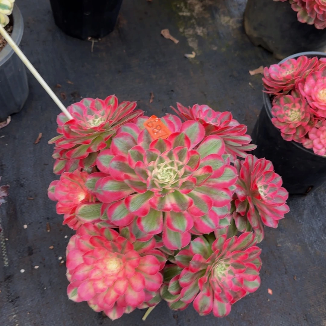 687多肉植物法师锦1111