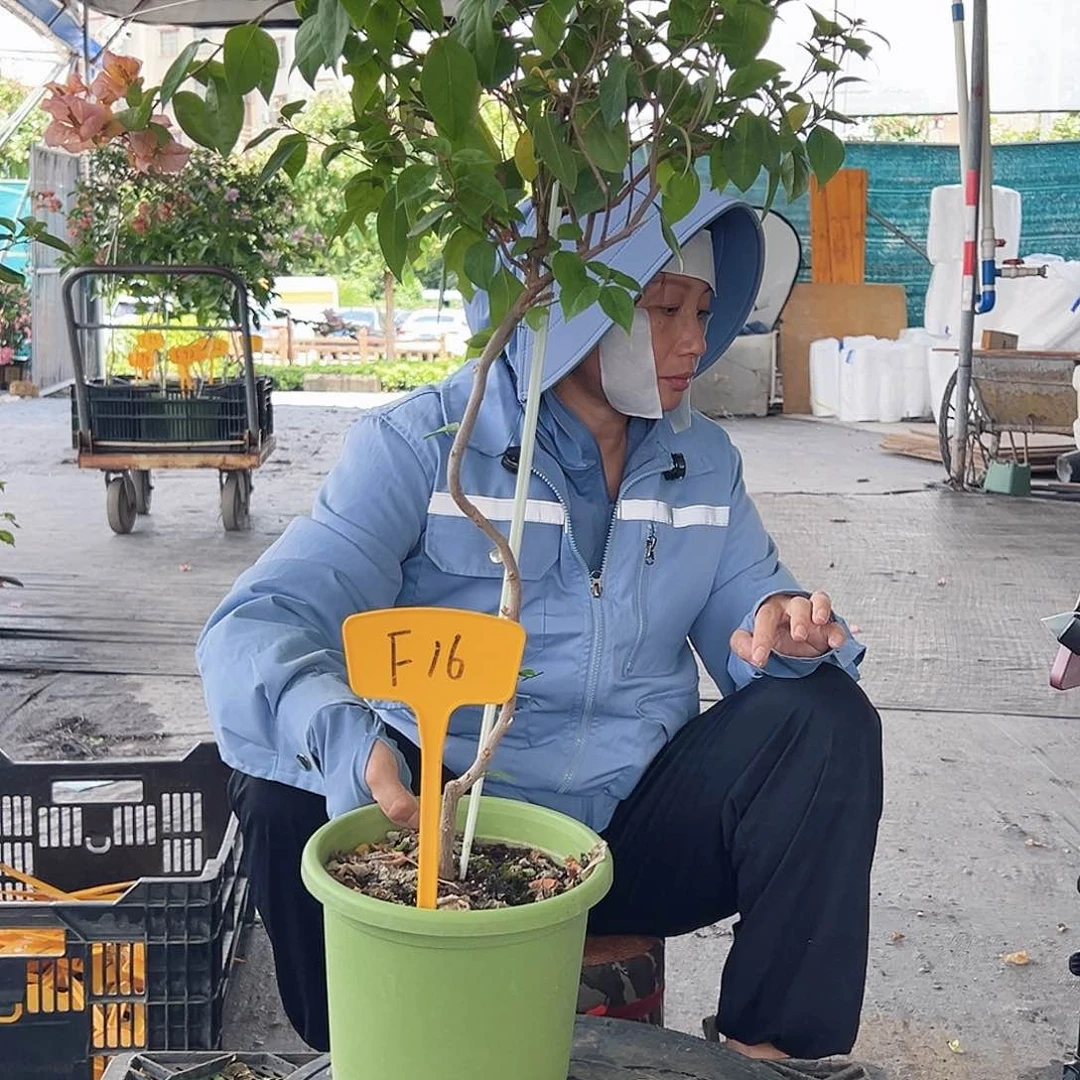 看***风大部分开放少量花苞F16金发女郎