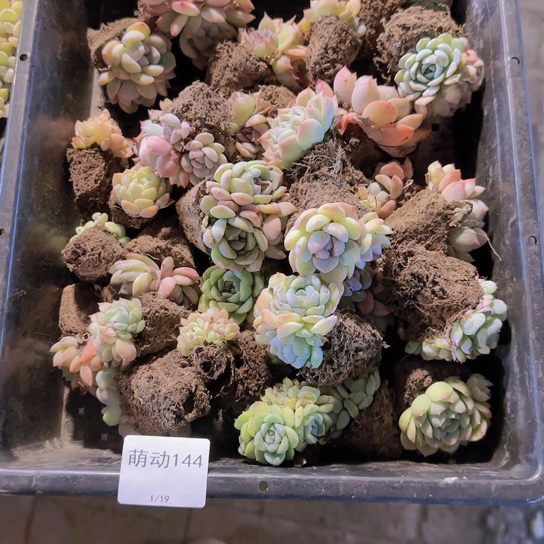 直播一物一拍多肉144