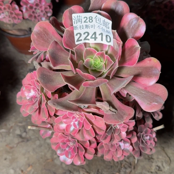 22410南美杜莎多肉植物