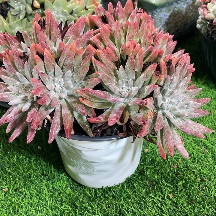 海瑟拇指大脸粗桩