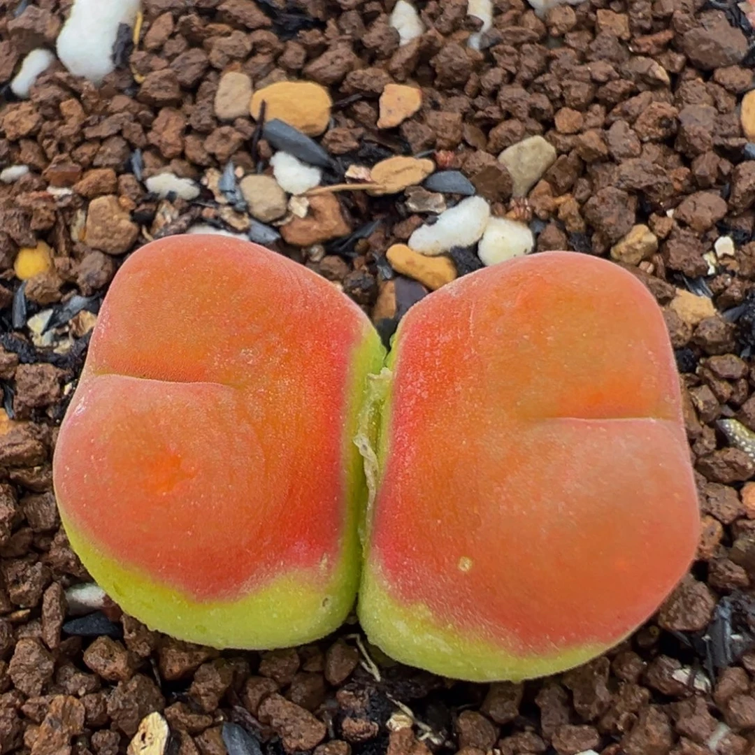 92多肉植物百科知识