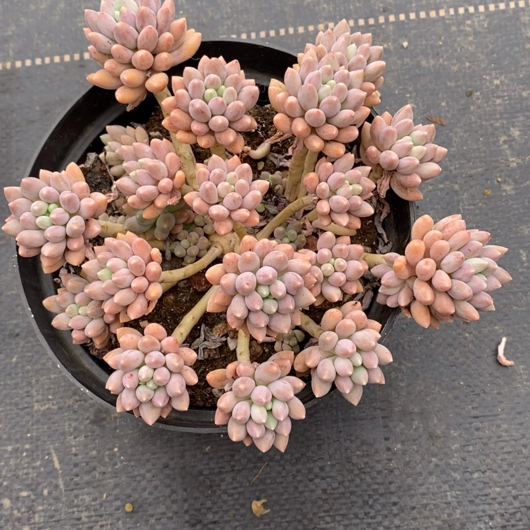 星黛露整桩无砍包邮