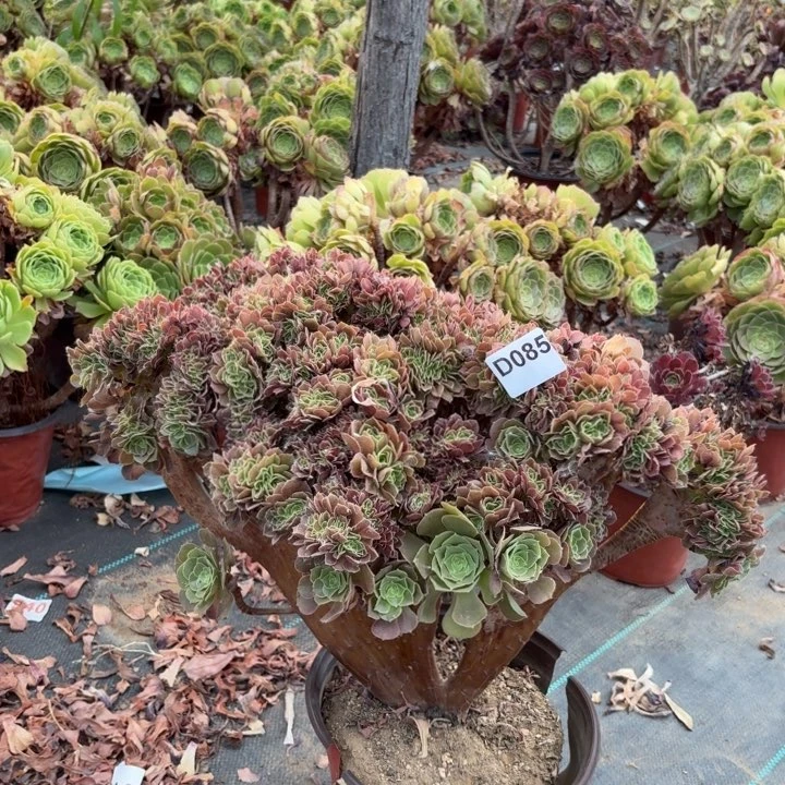 玫瑰缀化多肉植物085