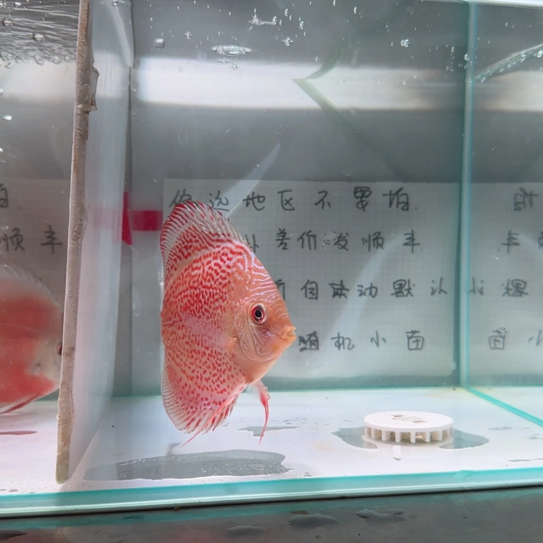 七彩神仙鱼肉身8偏远地区不拍