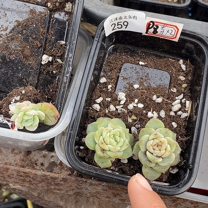 标259飘枝2颗24-11芽苗一个