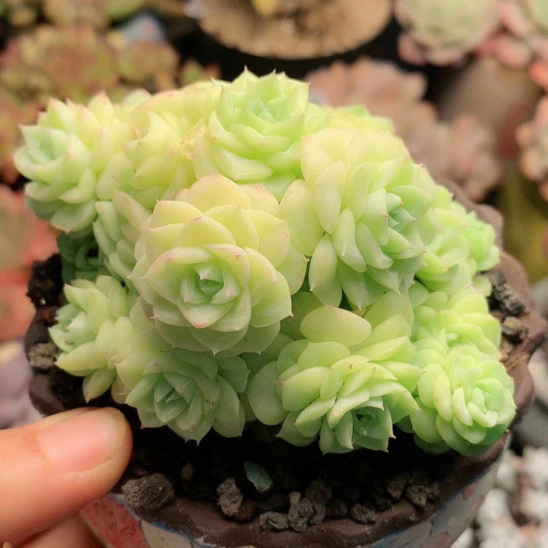 【闪购商品】云白天鹅