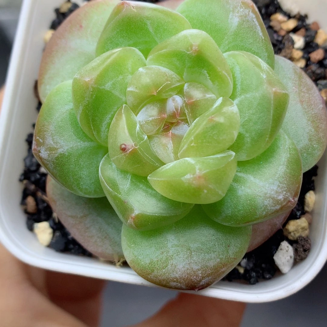 58包邮  群生不包整62