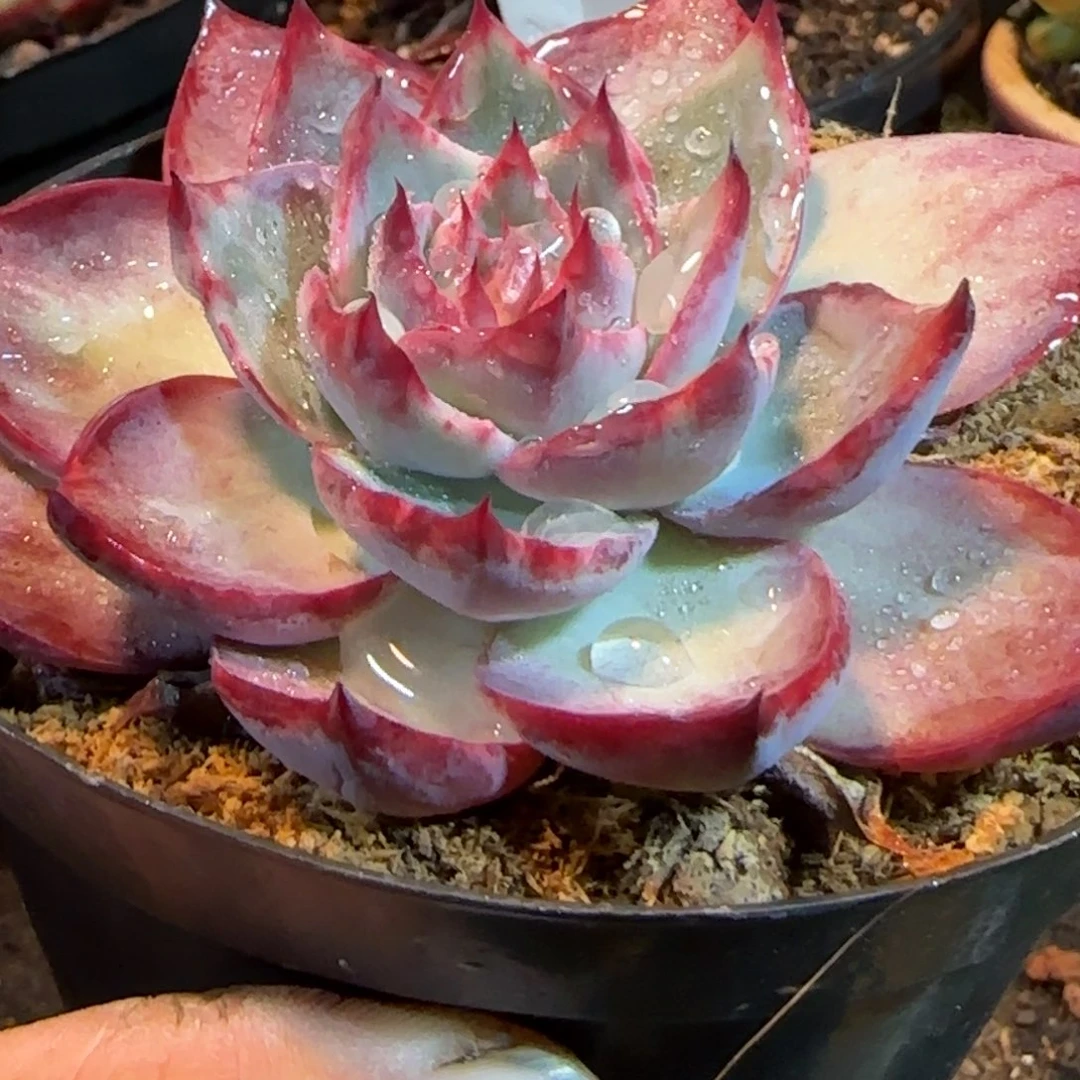 紫红惊鸿一物一拍包装收缩花旱766