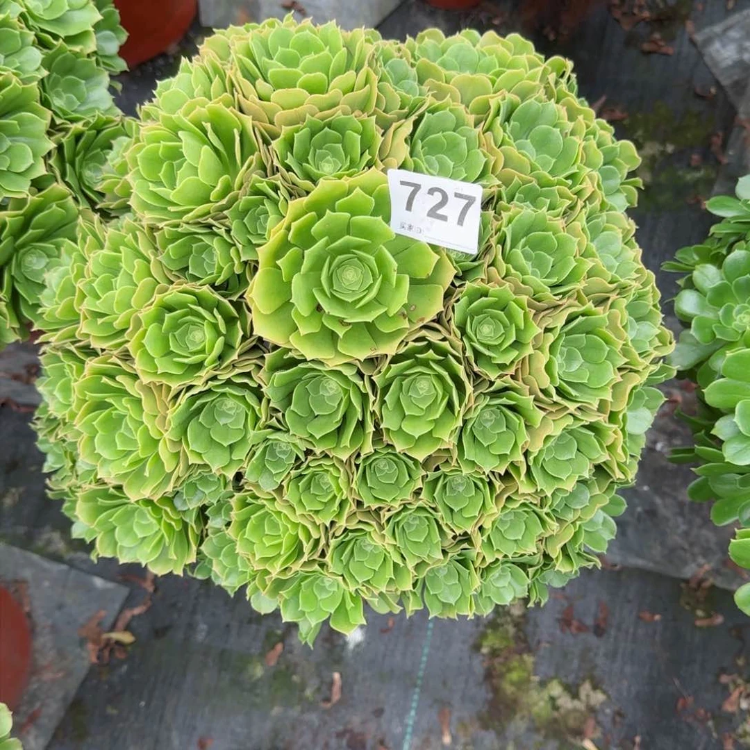 727多肉植物绿朵