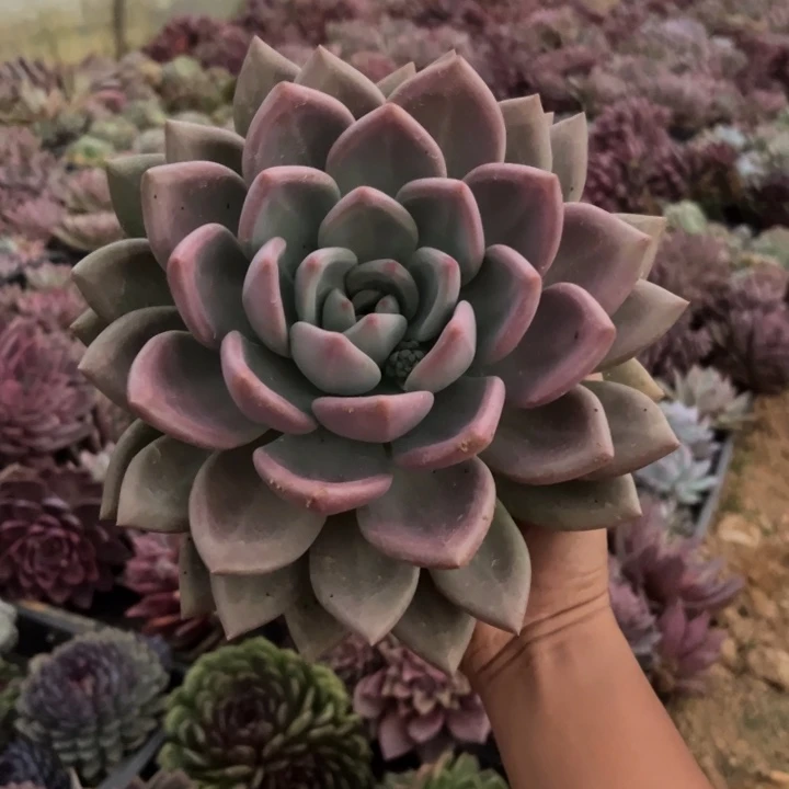 精品多肉植物老桩随机发一棵情人节