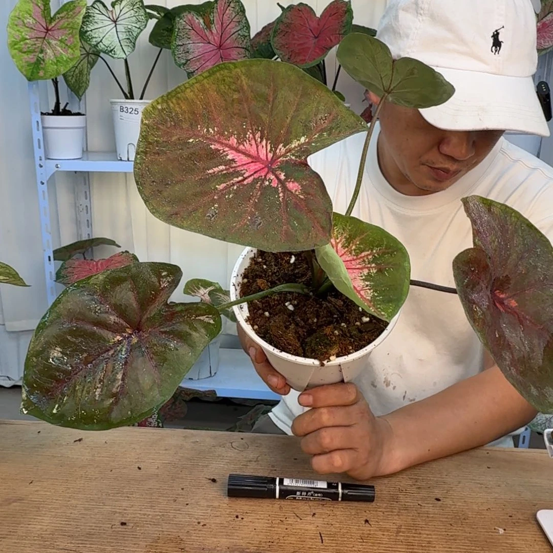 无花朵海王   B343