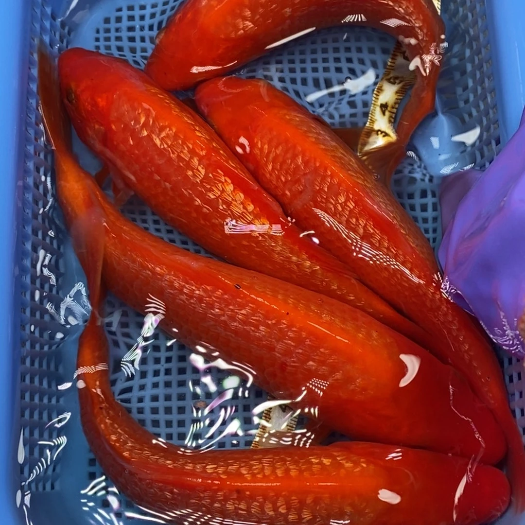 锦鲤冷水锦鲤包邮