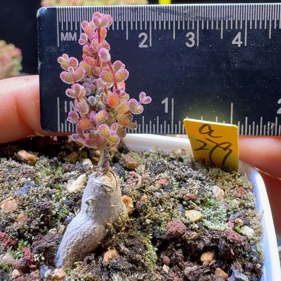 C***ca279号跳跳糖冠服1厘米左右