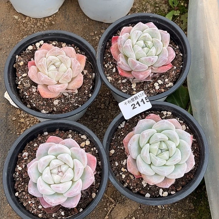 阿雅园艺。       2115