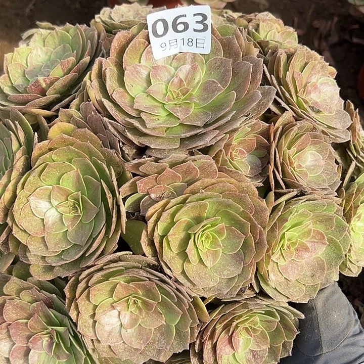 三***柔9.18-63花月夜多肉植物6