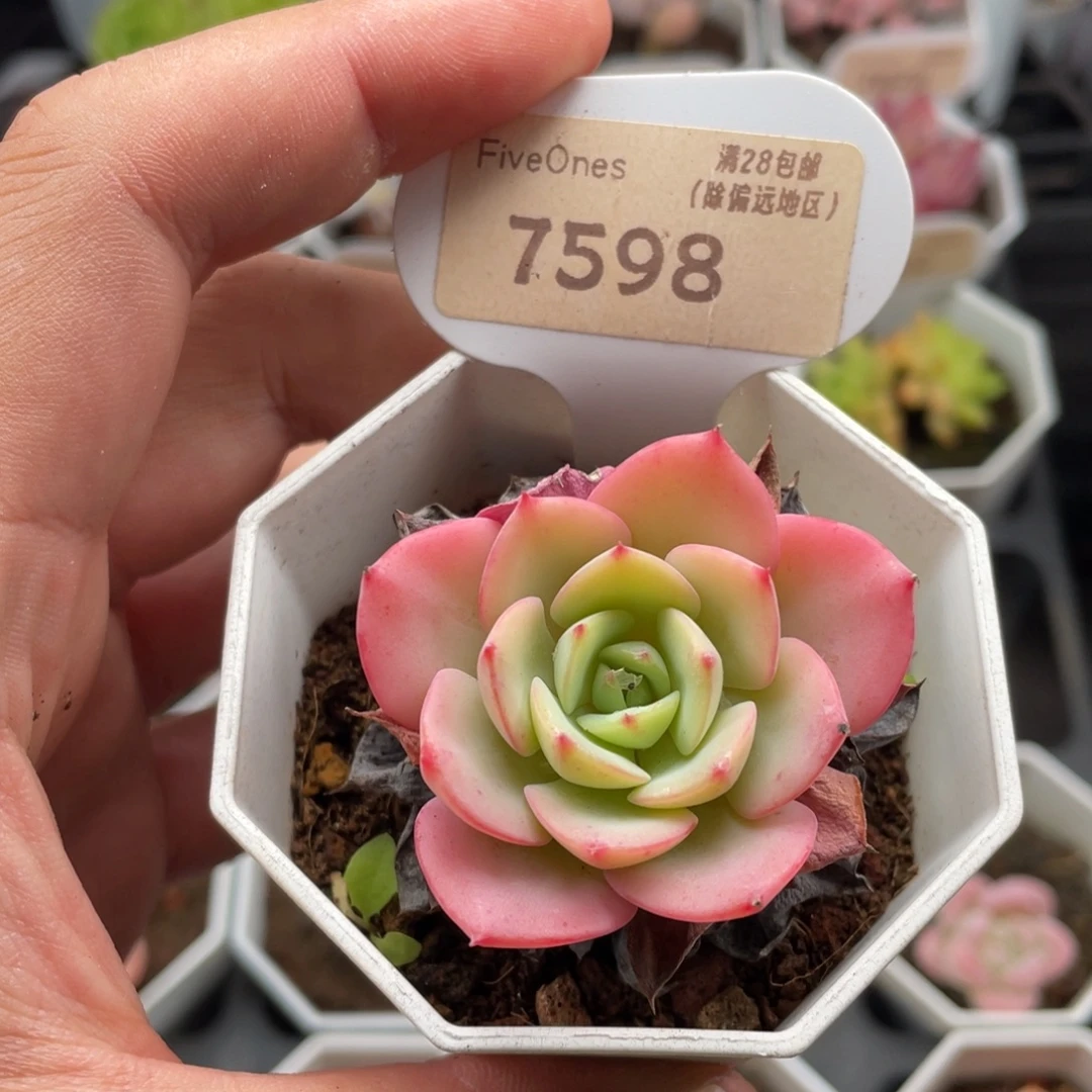 黄桃7598-4.5厘米