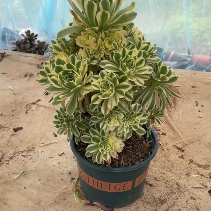 11号老桩辛尼亚法师