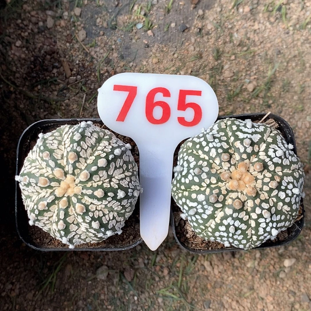 765两颗兜福利特价