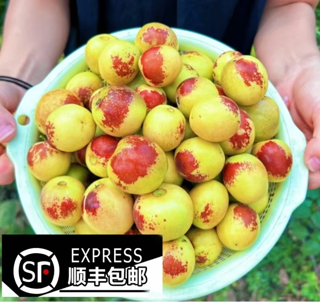 陕西大荔正宗冬枣冰糖脆甜当季新鲜水果皮薄肉厚